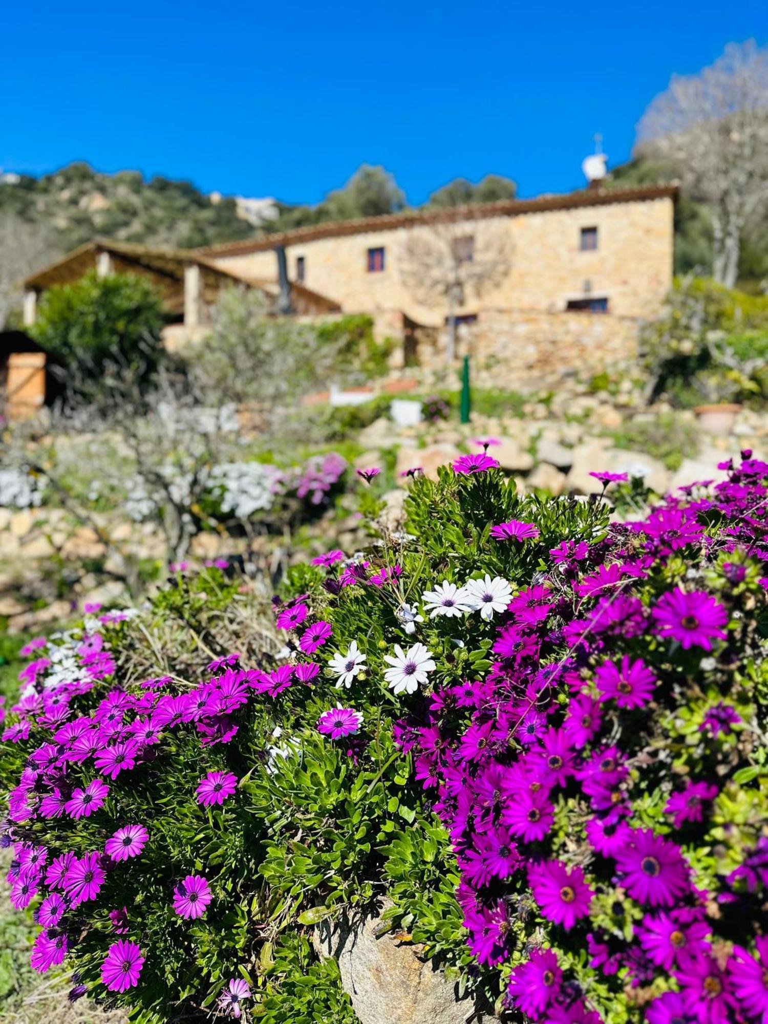 B&B La Vista Brava Platja d'Aro Exteriér fotografie